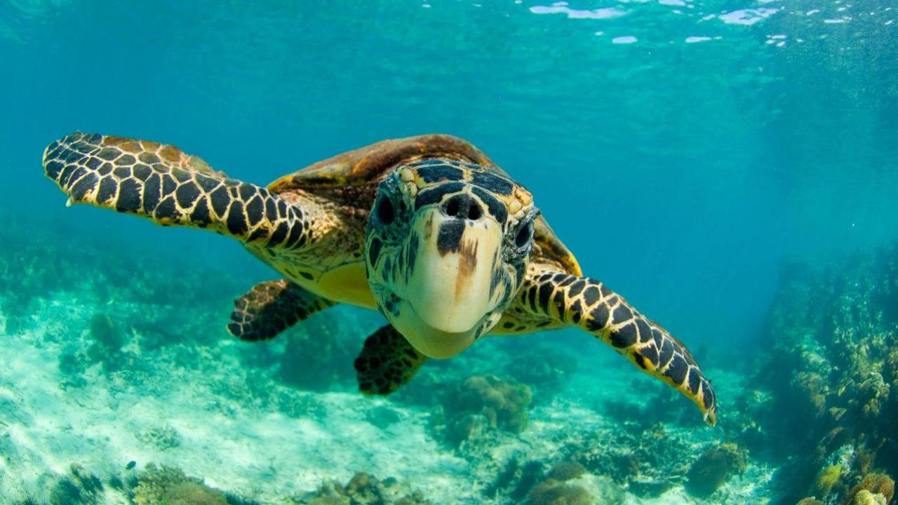 Hawksbill turtle swimming underwater. 