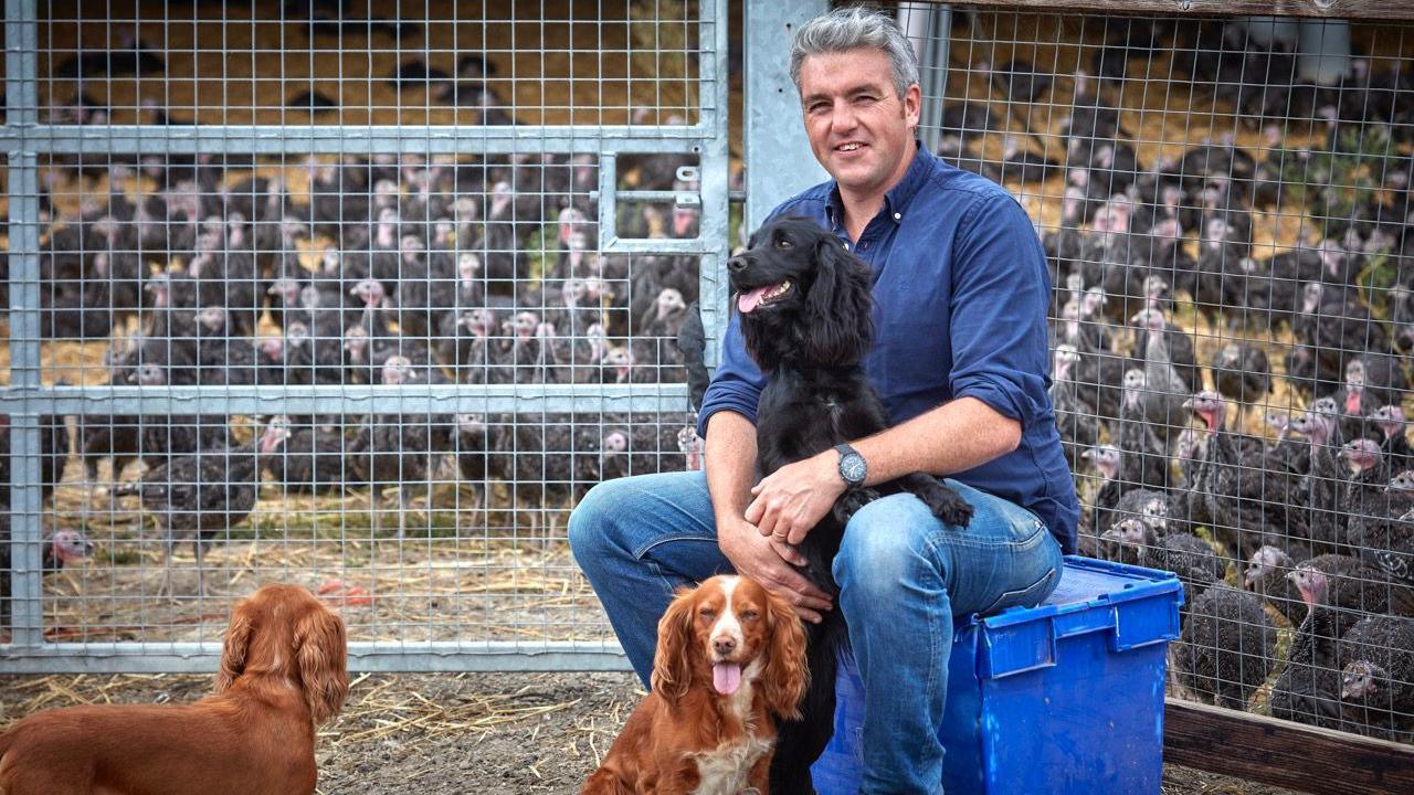 Turkey farmer Tom Copas sitting on a blue crate, with a dog on its hing legs, resting a paw on his knee. Two other dogs are standing near him in the foreground. In the background behind a metal gate and fence, there is a large flock of turkeys.