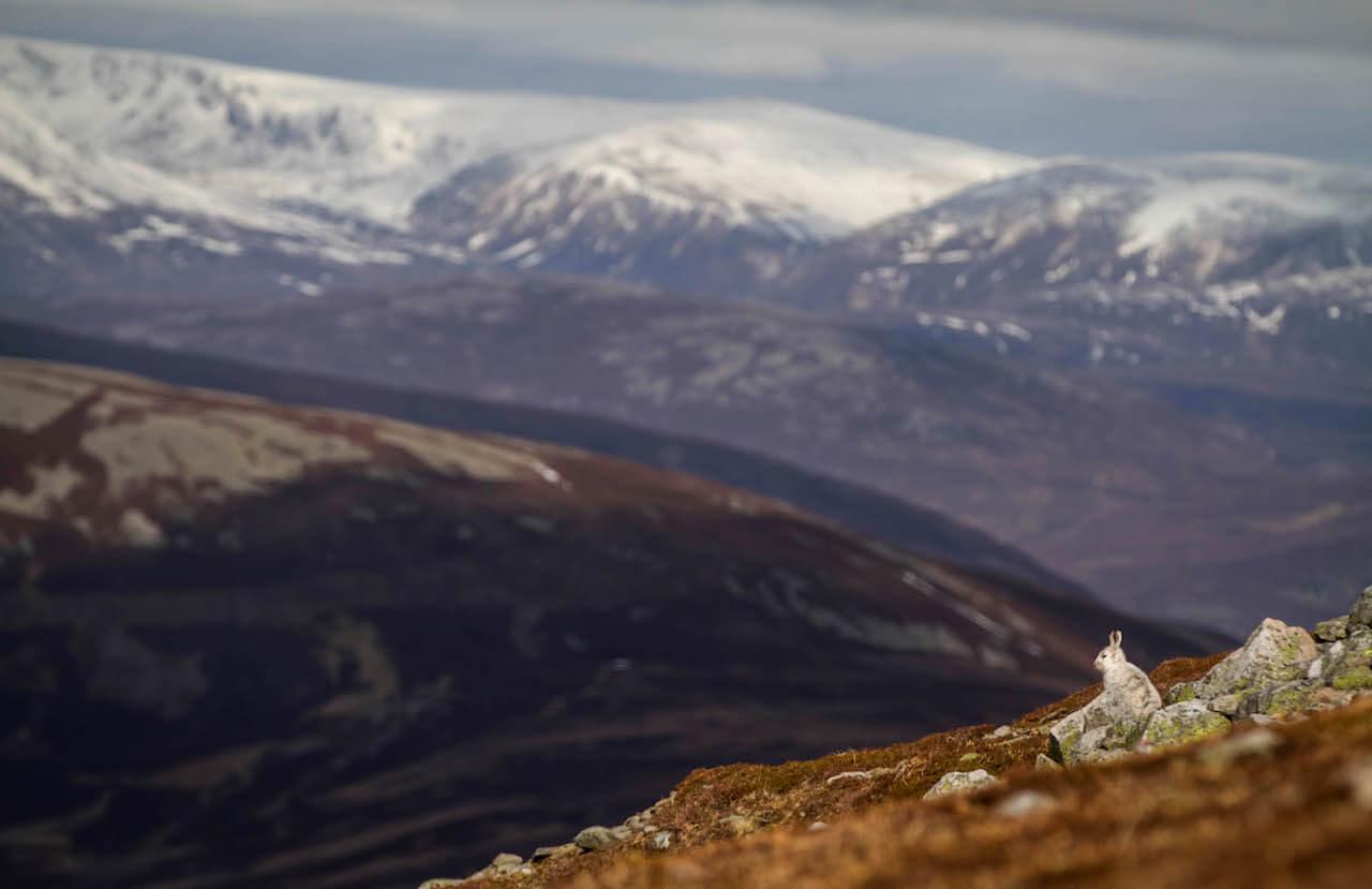 Hare in Southern Cairngorms on 23 March