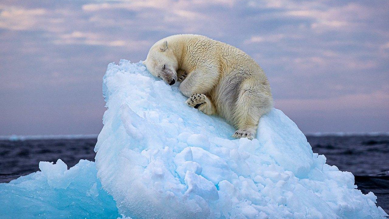 polar-bear.