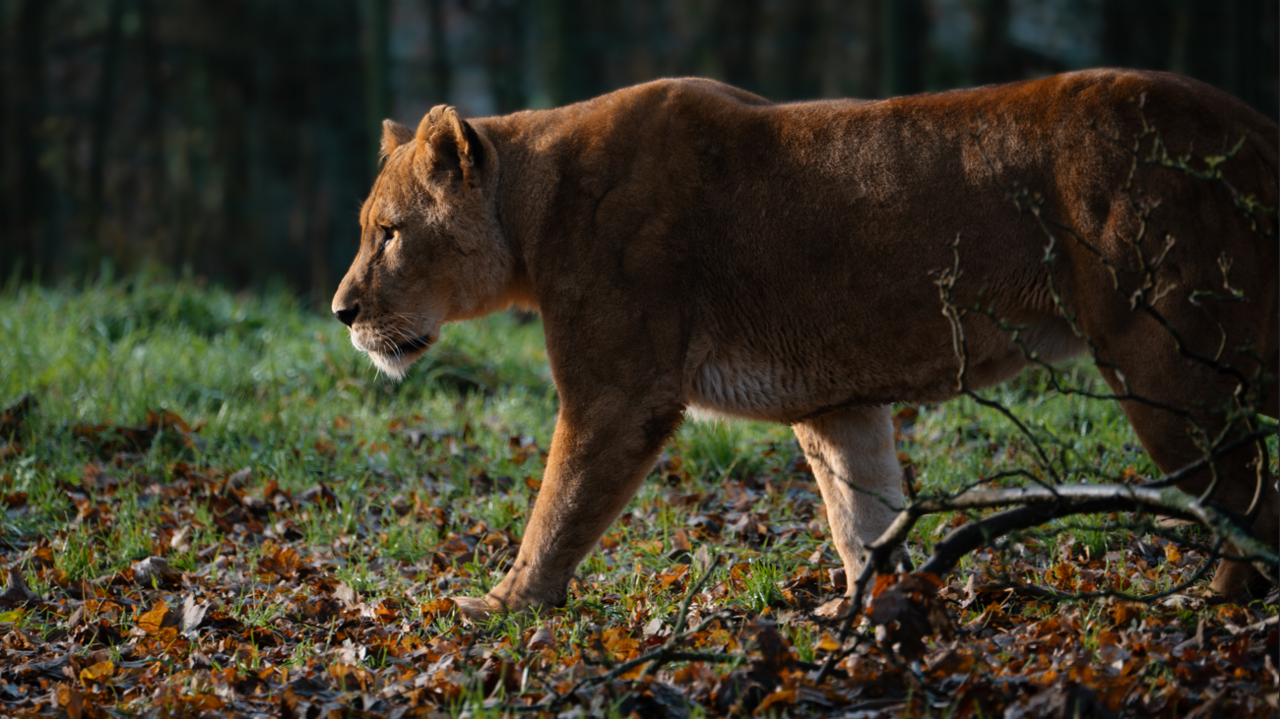 A close-up of a female lion, side-on, prowling through leaves in the winter sun with blurred woodland behind