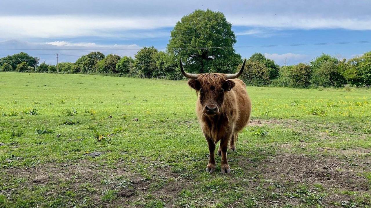 A bull with long curved horns looks at the camera in a grassy field. The bull has orangey-brown fur of which some hangs over its eyes. Green trees can be seen in the distance.