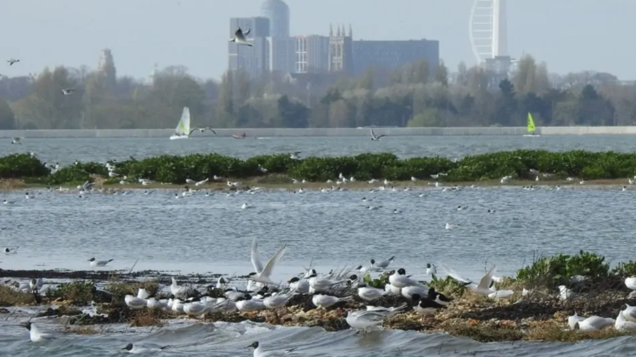 Birds, including a large number of Black-headed Gulls, perch on thin strips of land in Langstone Harbour. Portsmouth's Spinnaker Tower is in the background.