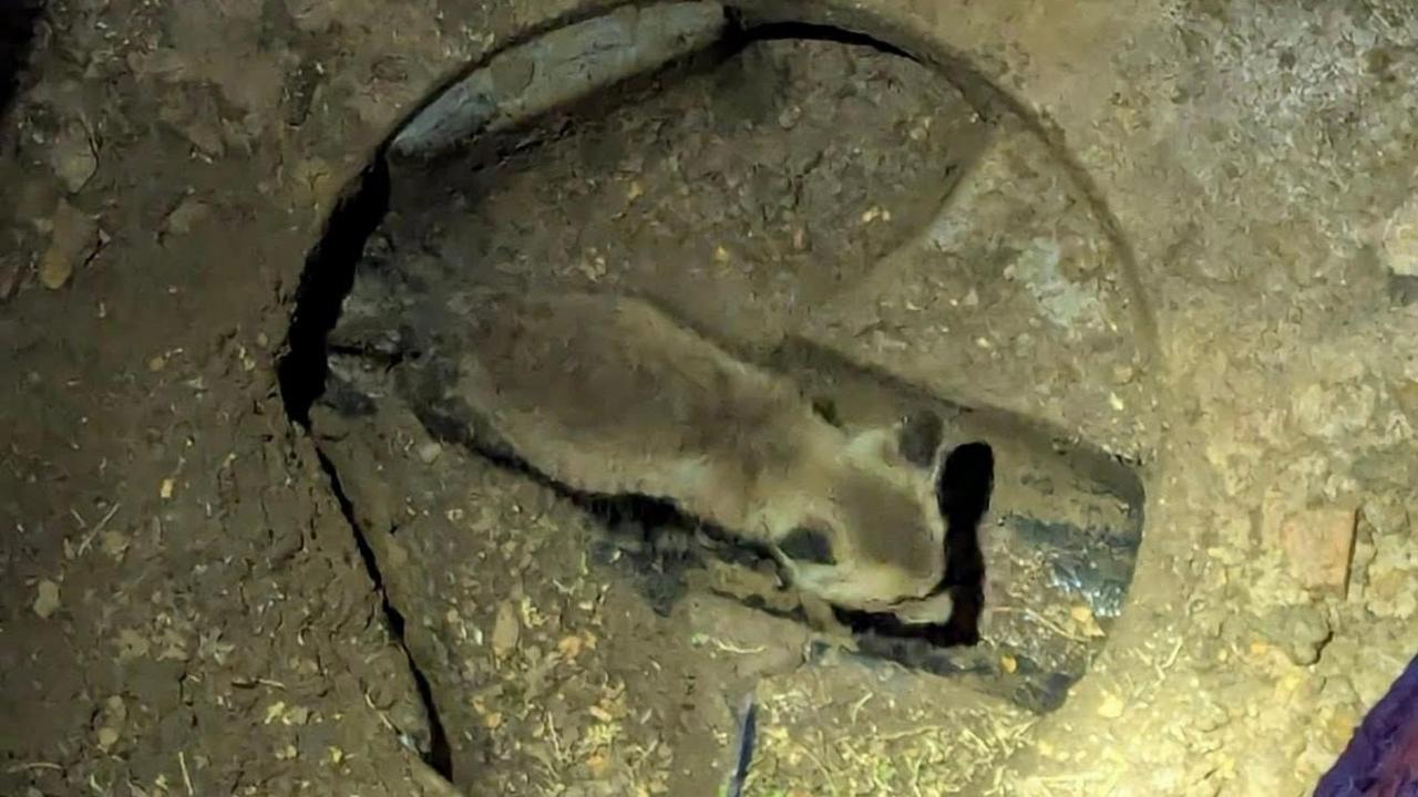 An image of a fox cub stuck in a storm drain