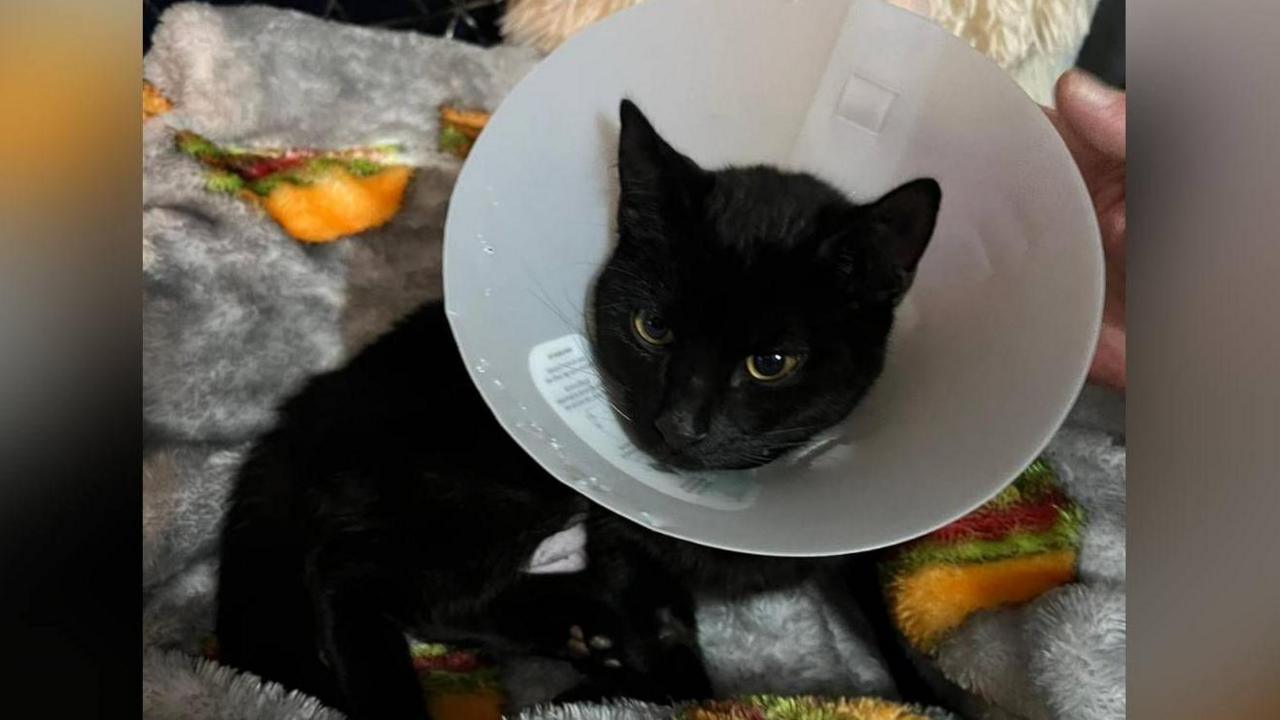 Bear the cat sitting on a fluffy blanket and wearing a cone. Bear is small and black.