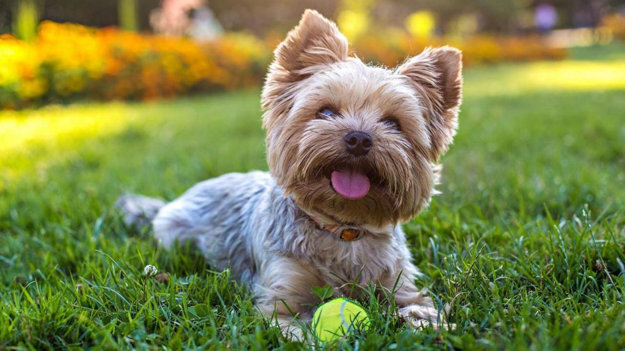 A miniature Yorkshire Terrier lying down on grass in front of a green tennis ball