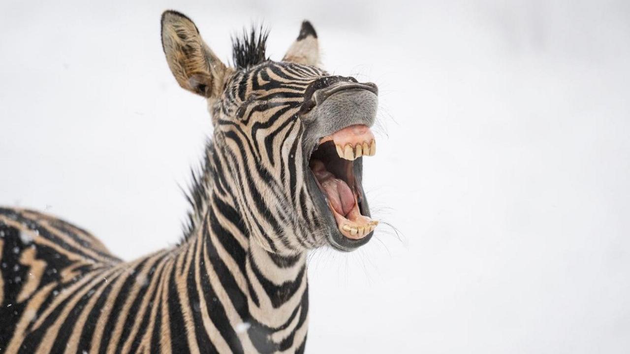 A zebra in the snow with its mouth wide open. Five top teeth and bottom teeth are visible.