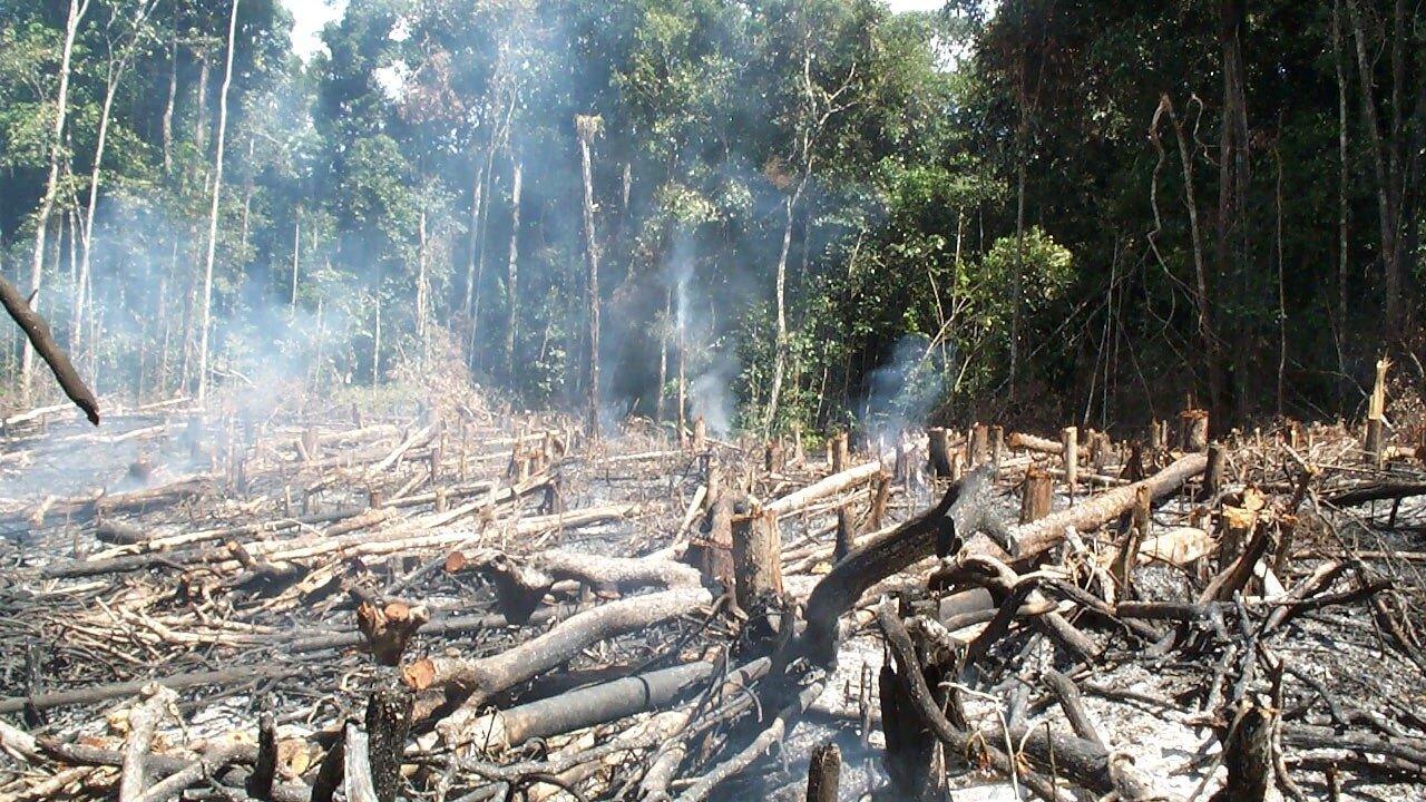 Traditional slash and burn agriculture