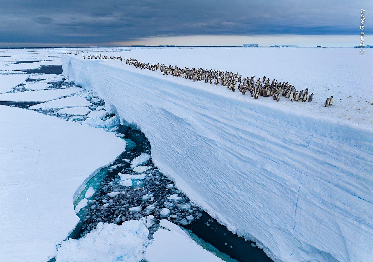 Fledgling emperor penguin chicks walk along the edge of an ice shelf.