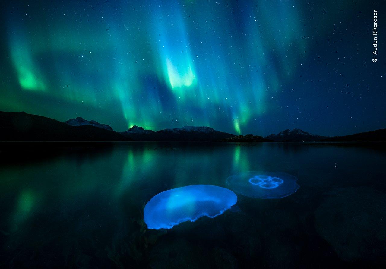 Norway-Moon-jellyfish-in-waters.