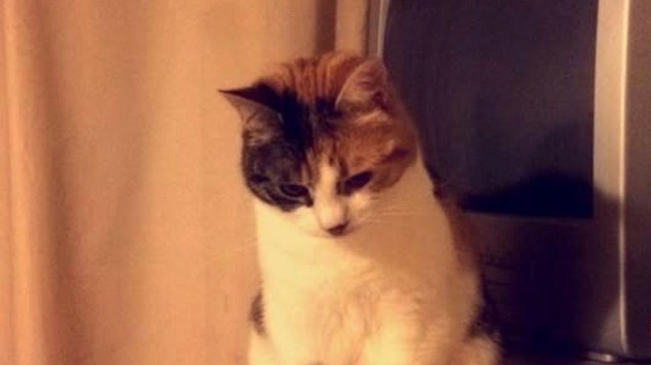 Charlie, a white cat with a tortoise shell coloured face