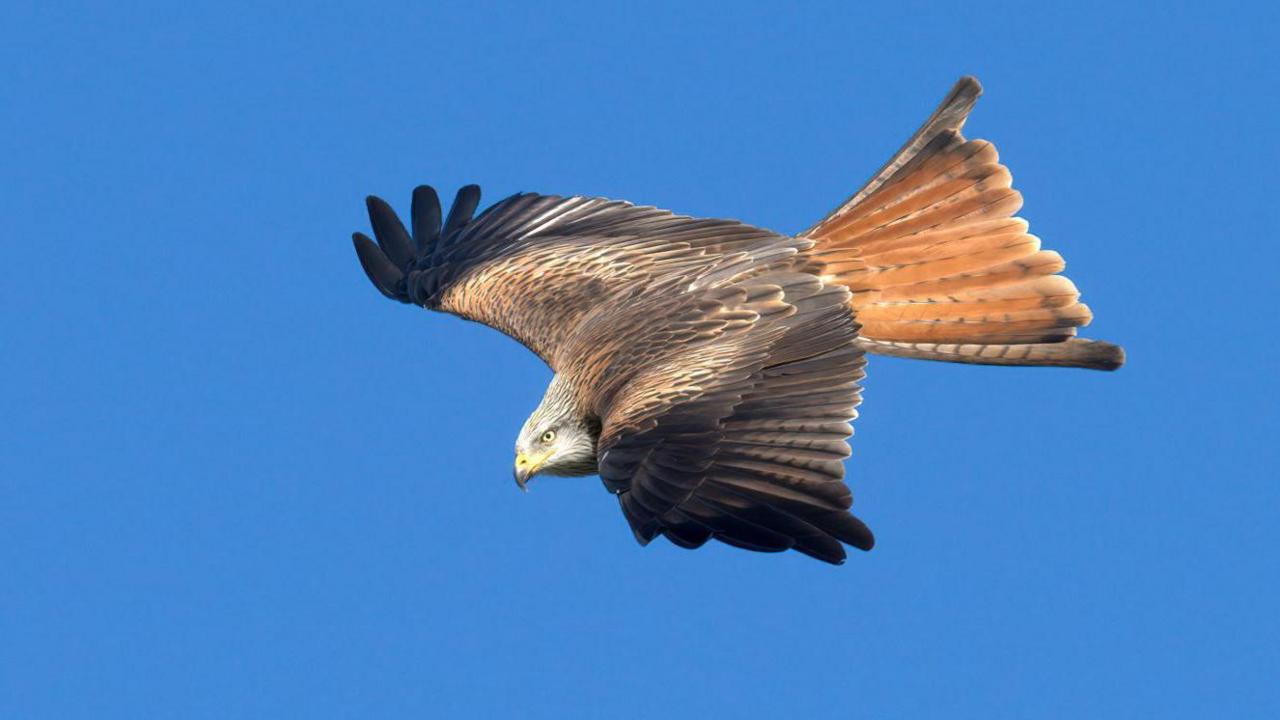 A red kite flying in a cloudless blue sky