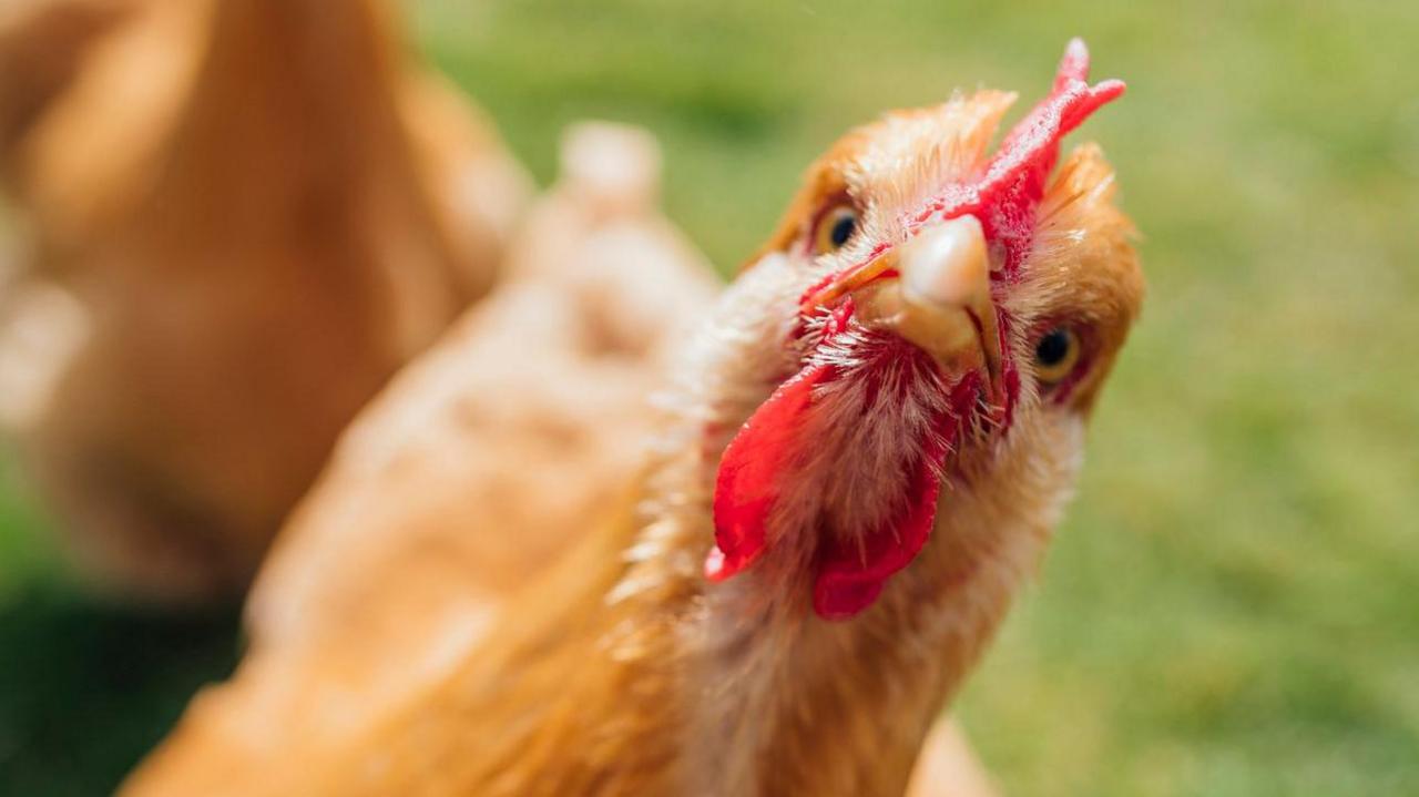 A hen looking inquisitively into the camera.