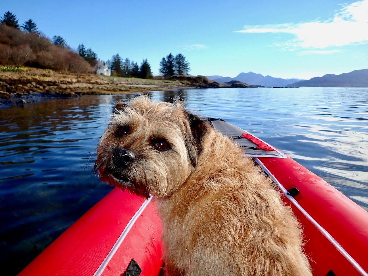 Small dog looking at the camera, sitting in a red kayak on the water