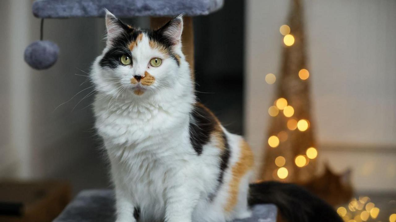 A tricolour white, ginger and black fluffy cat perched on a grey cat climbing frame looking at the camera. You can see a gold sparkly decoration in the background.