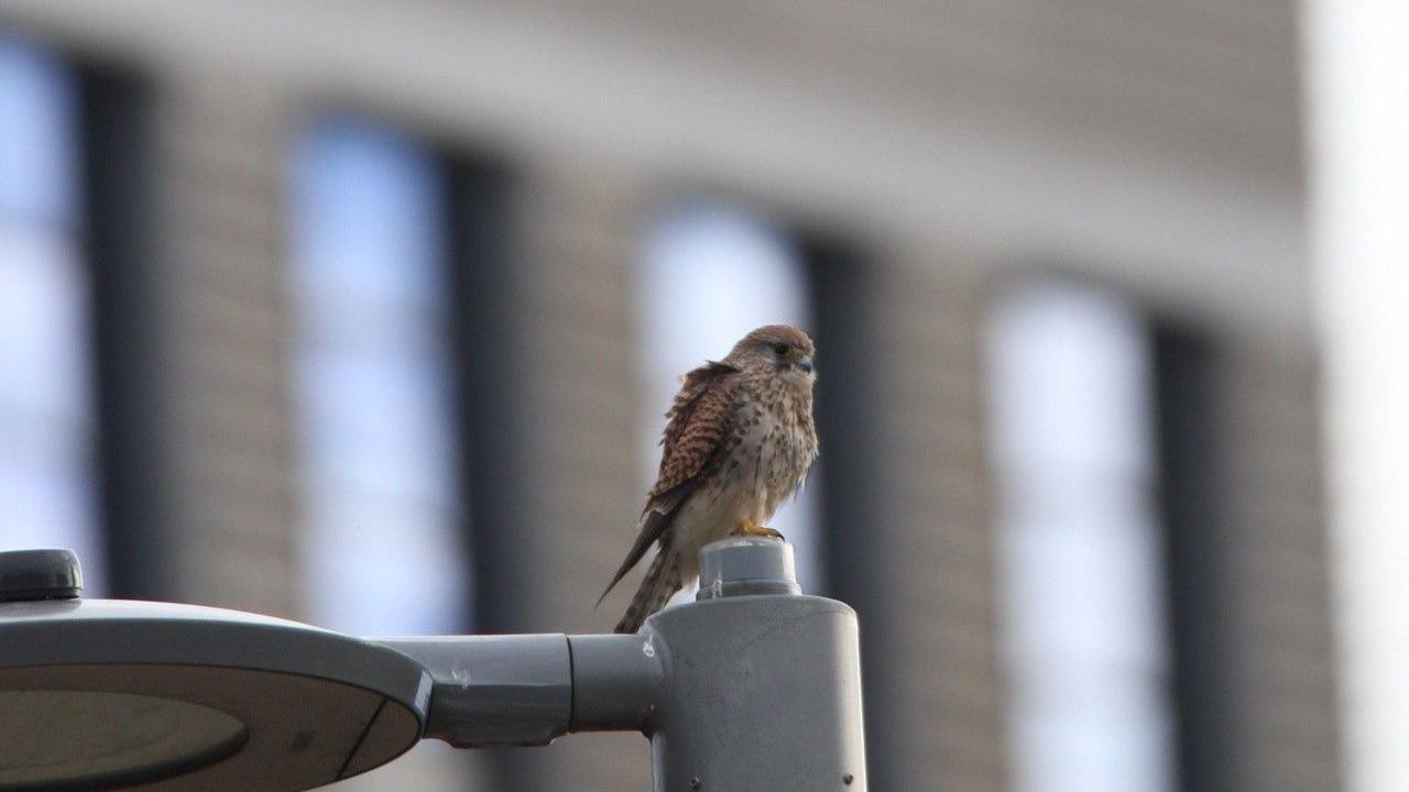 A kestrel sits on a lamppost next the University of the Arts London campus