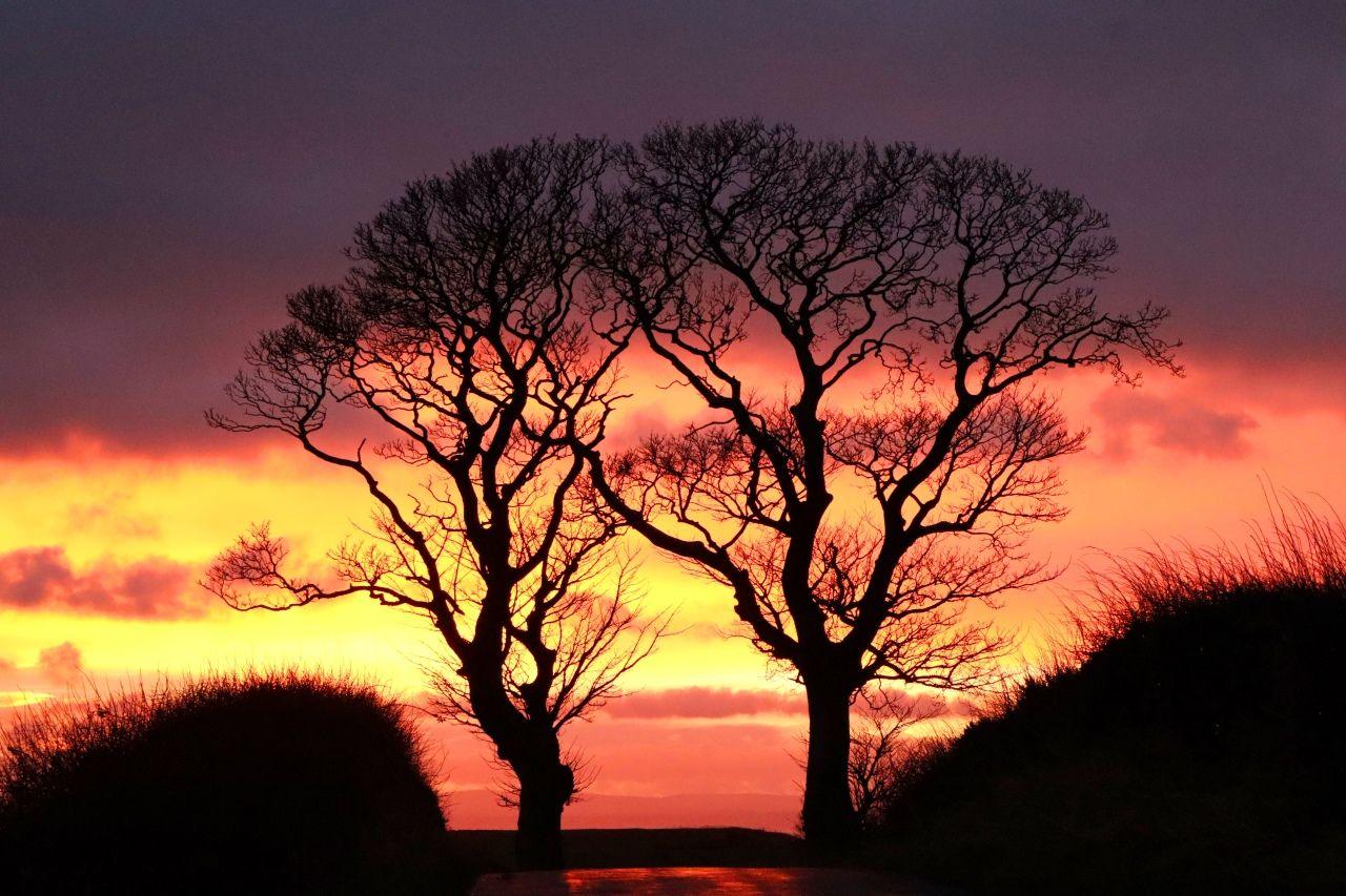 Two leafless trees silhouetted by a sunrise