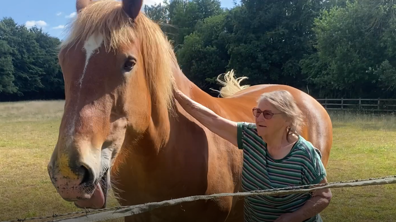 A woman stroking a brown Suffolk Punch horse.