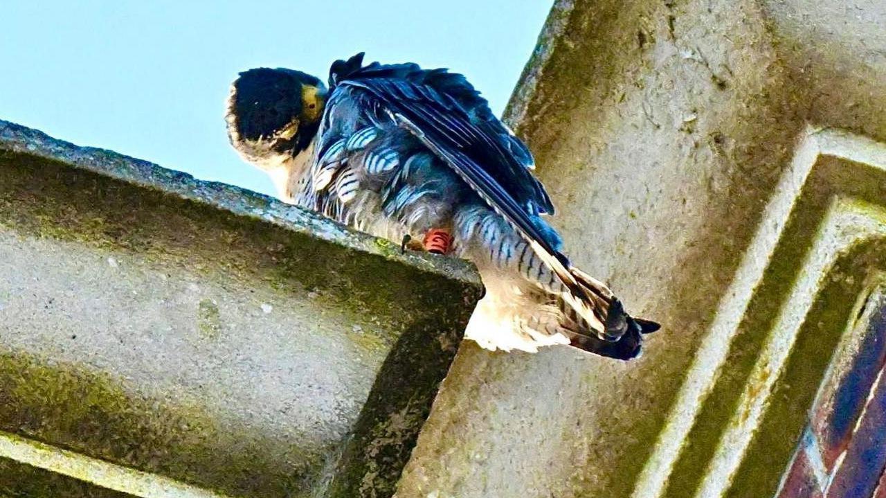 A peregrine falcon bird, sitting on a ledge, with cream and brown feathers. The ledge is stone with the sky in the distance.