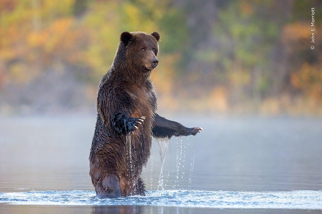 grizzly-bear.