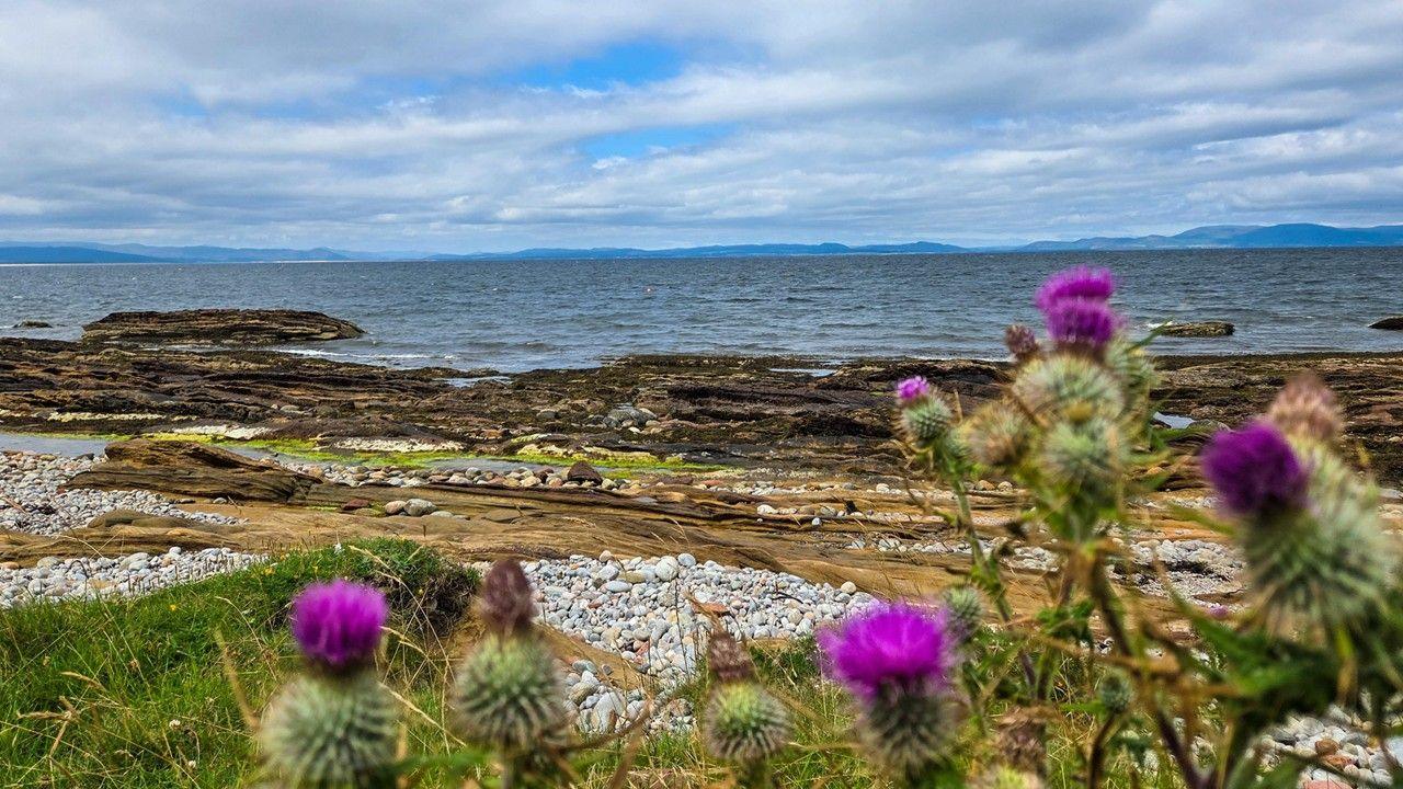 Purple flowers peeping through a rocky beach overlooking a cloudy shore