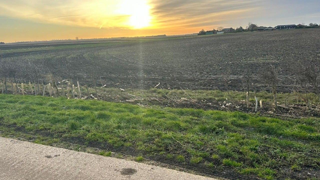 Broken hedges on the edge of a green field, with the sun in the background.