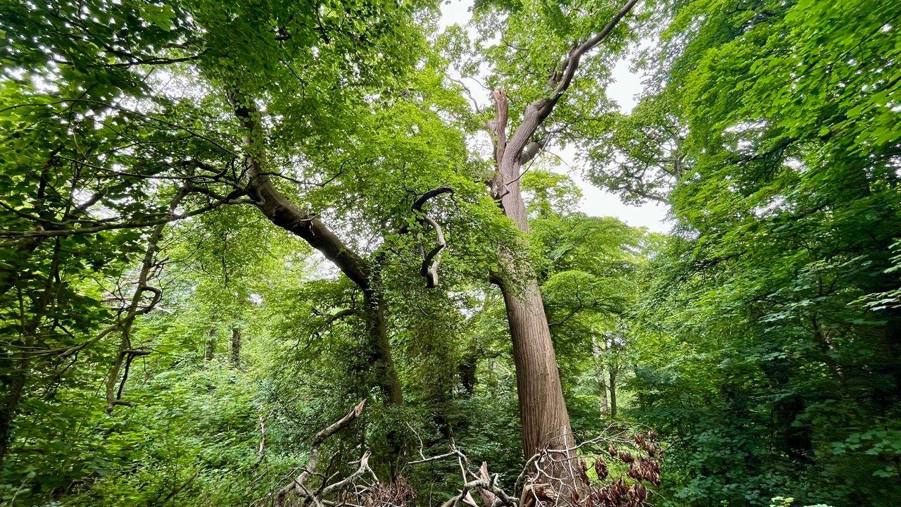 Trees in Manadon Woods
