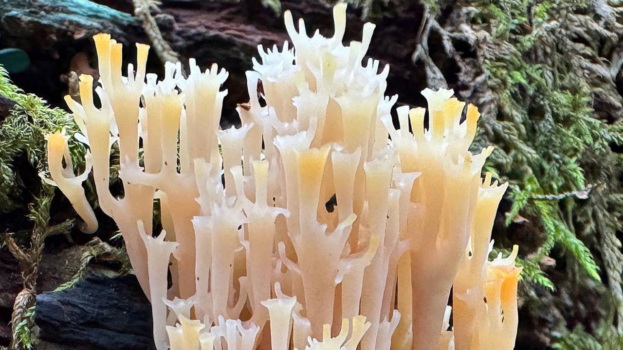 Candelabra Coral fungus - it is cream in colour and has white branches resembling a candelabra.