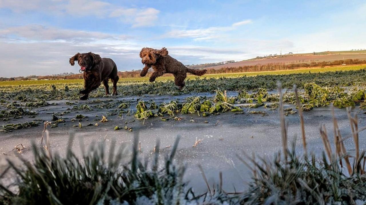 A chocolate field spaniel and a golden cockerpoo leaping through icy puddles. Photo taken at ground level with blades of grass in the foreground