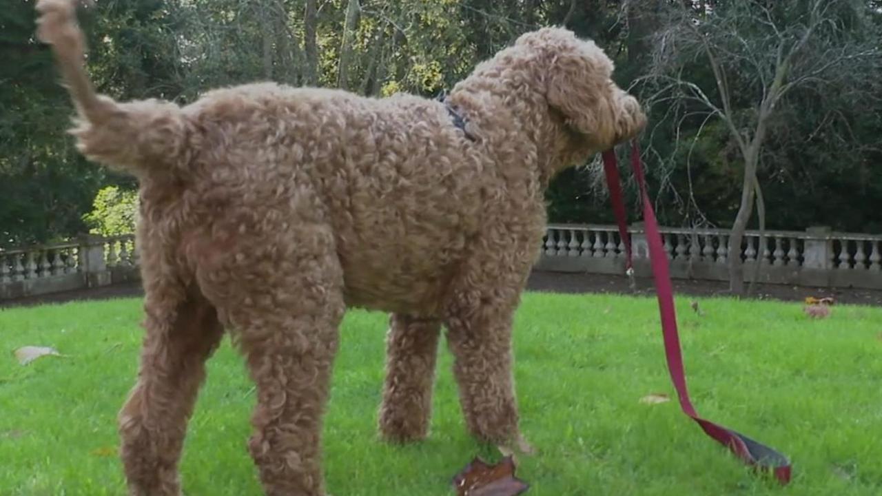 Brown dog carrying a red lead