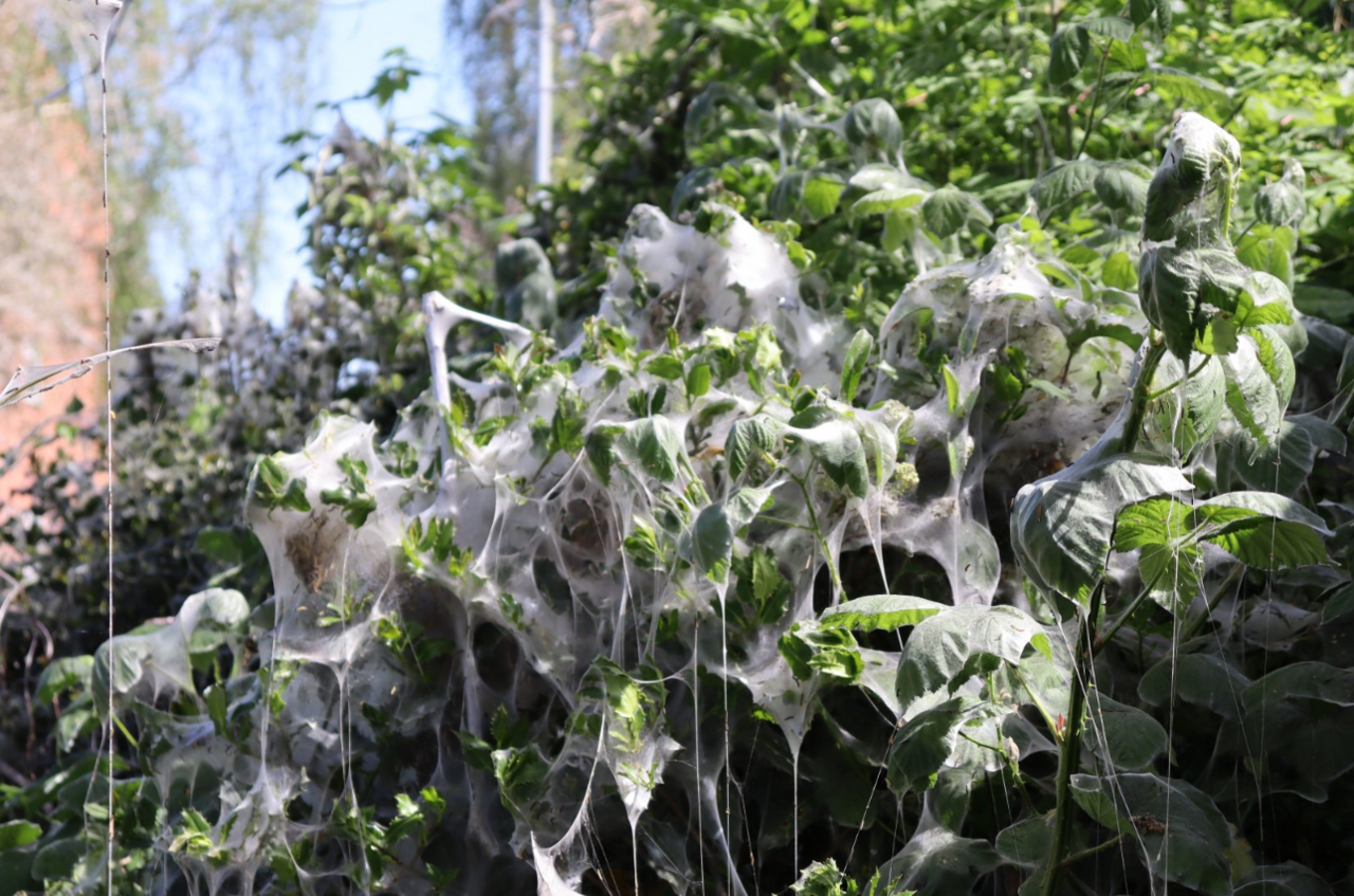 Caterpillar web on vegetation