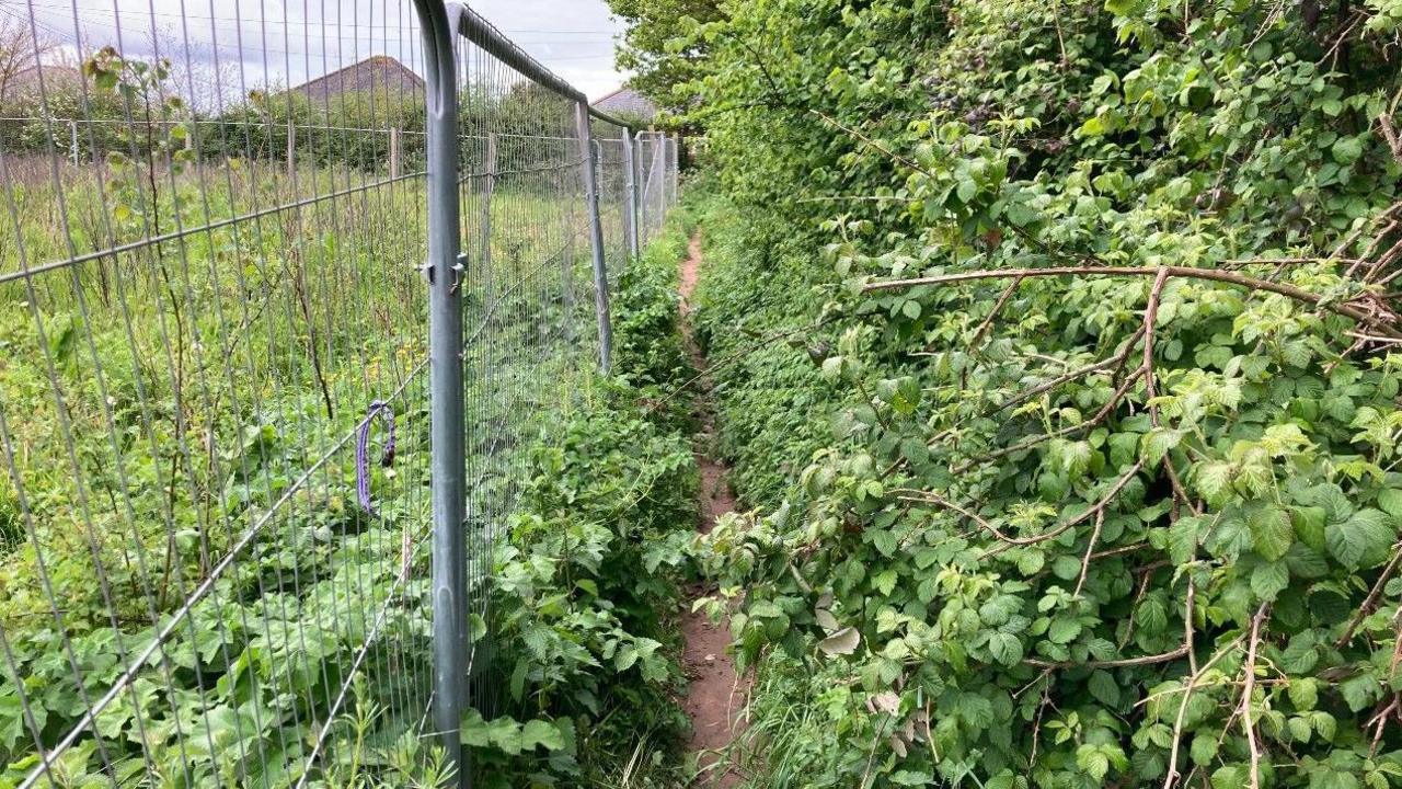 The fence and hedge on the footpath in Blackhorse