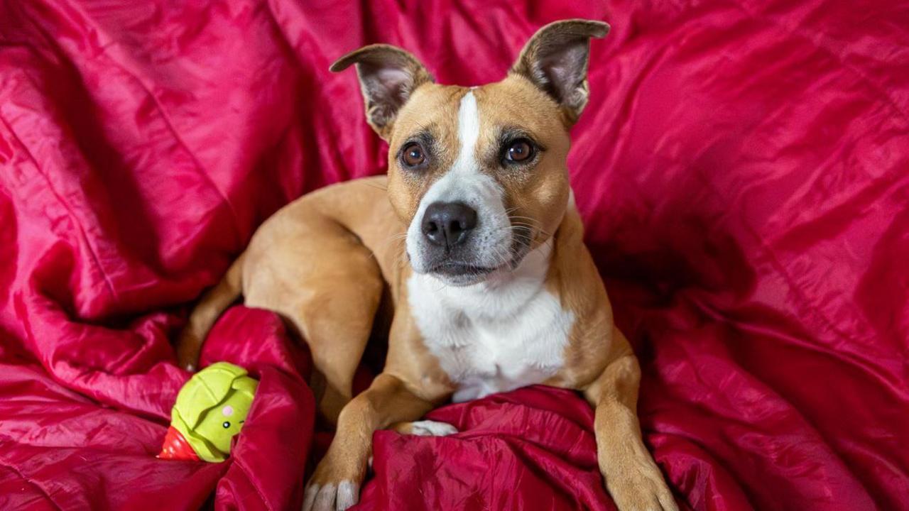 A cute ginger and white dog with pointy ears laying on a red velvet blanket with a sprout Christmas toy ball next to it. It is looking into the camera and laid down with its two front paws stretched out in front of it.