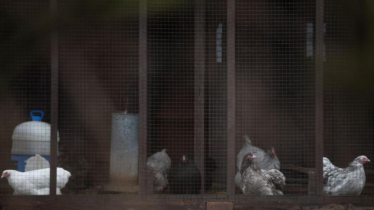 A row of grey and white chickens in cages.