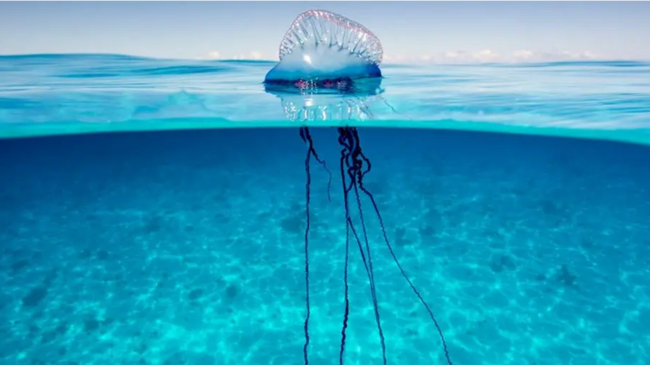 Photograph of the Portugese man o' war bobbing above sea level. It's long and stringy blue tentacles can be seen floating beneath its body. The water is crystal blue and the blue sky can be seen above the waterline. 