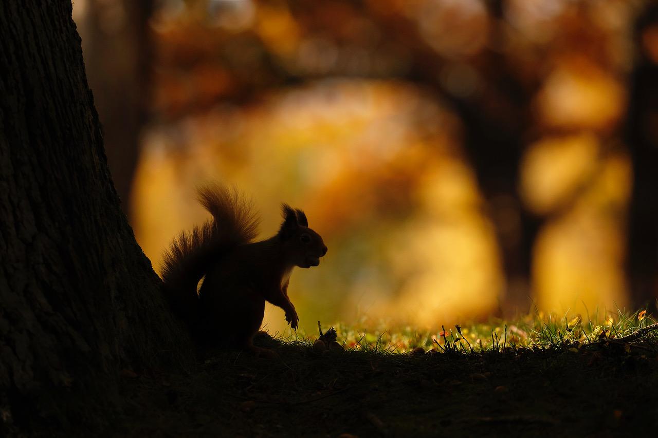 Red squirrel