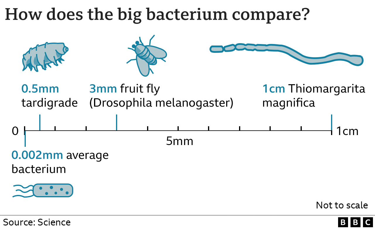 Scale graphic