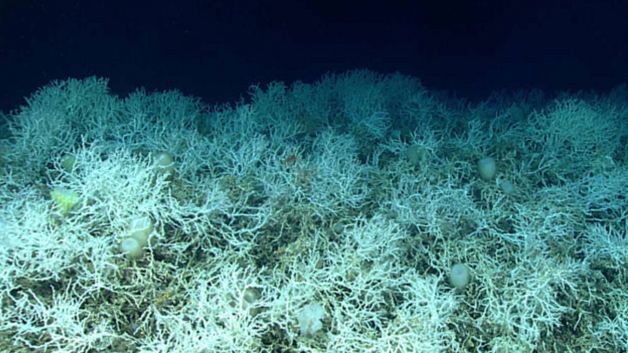 White deep-water hard corals