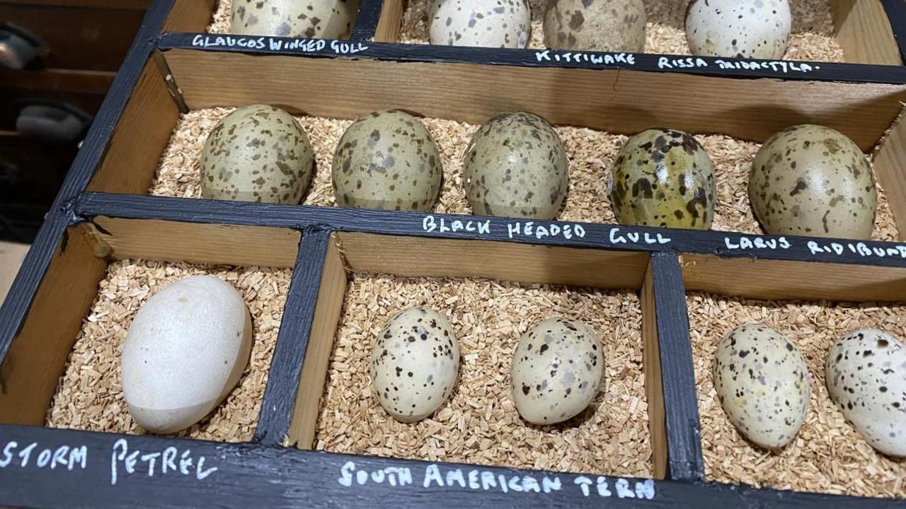 A black wooden display box containing eggs, many of them speckled, some green and some white in colour. The eggs are sitting on wood chippings. The names of the species of bird each egg comes from is written underneath in white marker pen, including black headed gull, storm petrel, and South American tern.