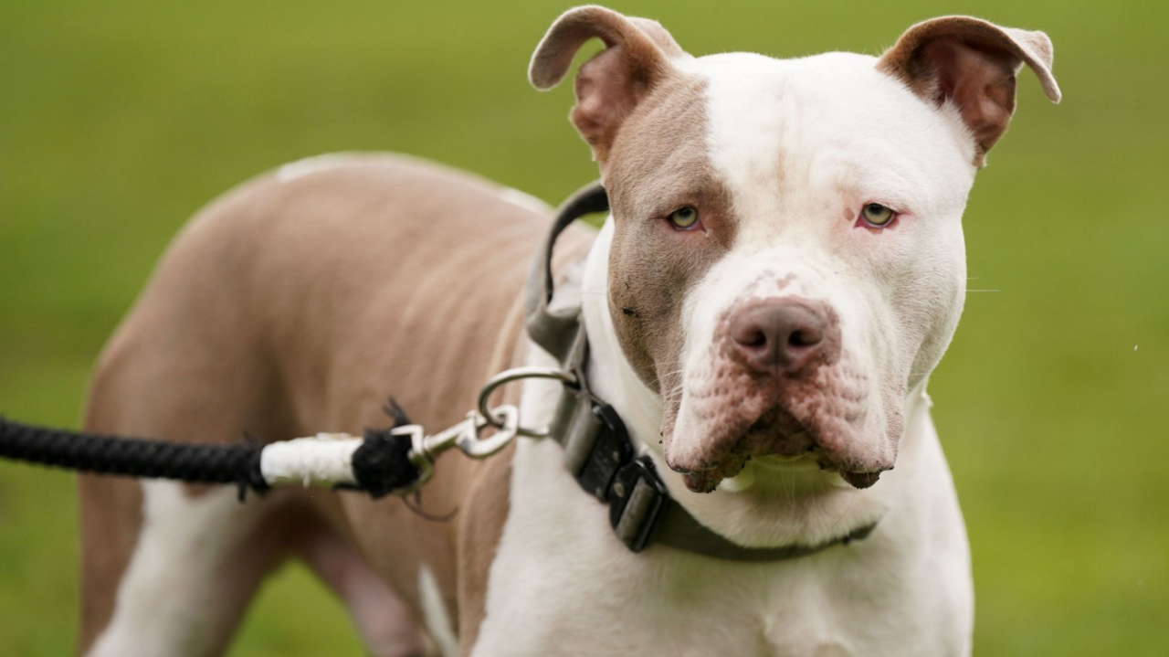 An XL bully dog on a lead. It is a white and liver coloured animal with a rope lead around a thick collar on its neck. 