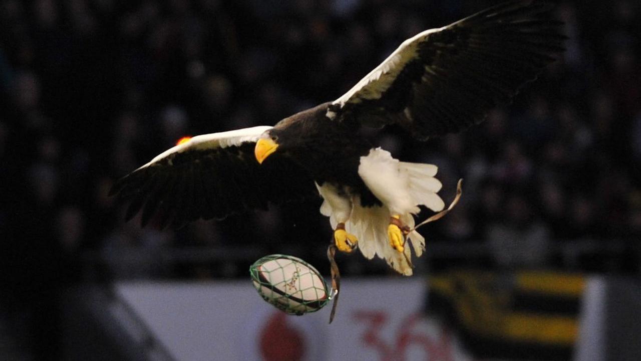 An eagle delivers a Harlequins match ball