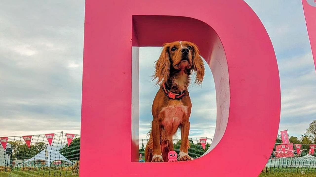 A dog at the Guildford Dogfest event