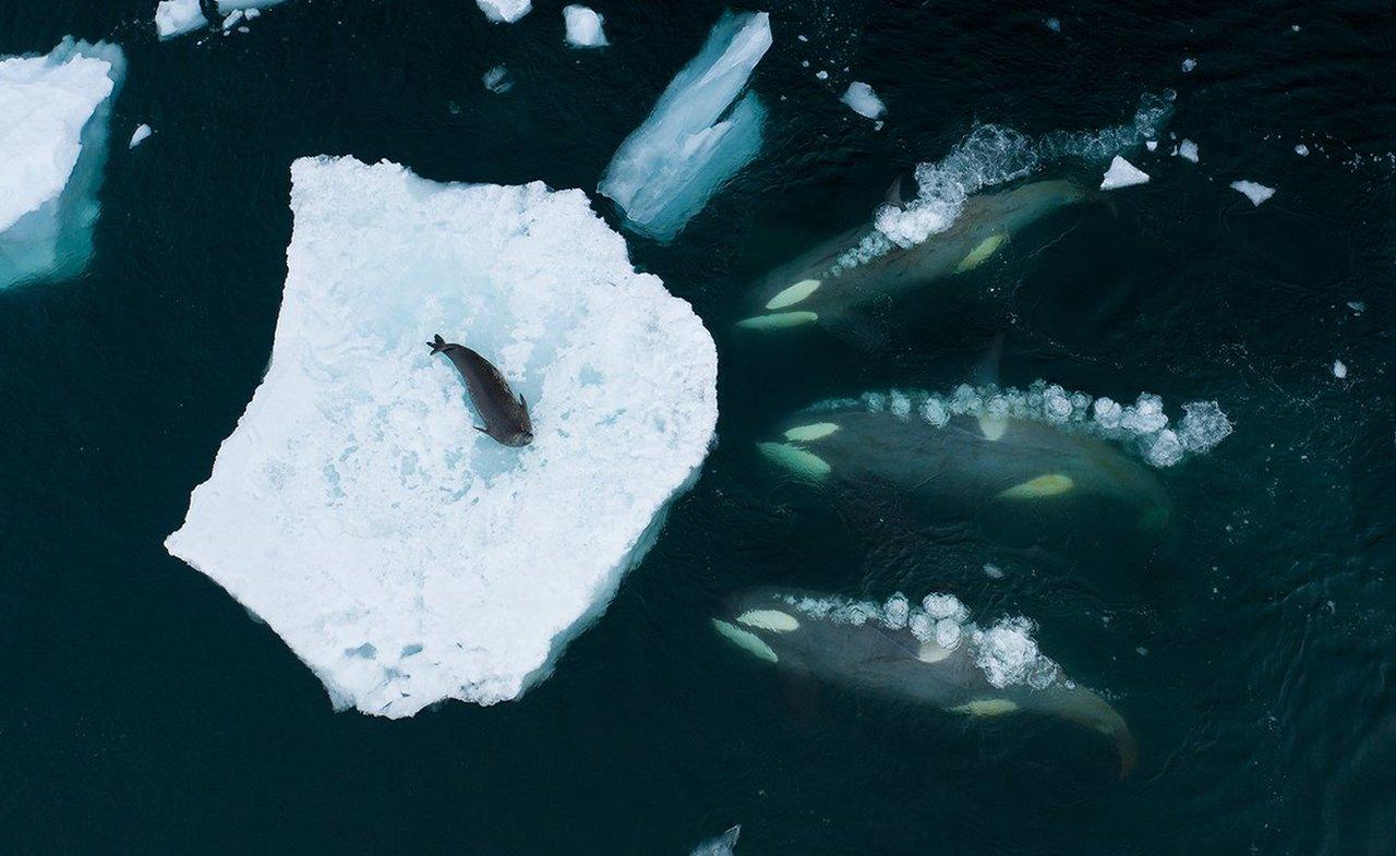 orcas-in-water-swimming-towards-a-Weddell-seal.