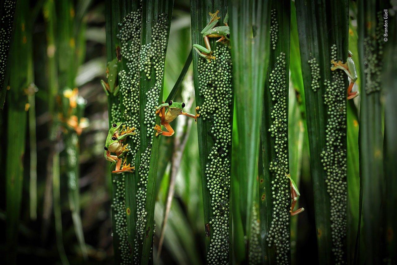 treefrogs-laying-eggs-on-palm-fronds.