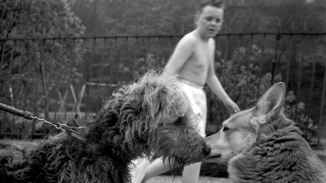 A black and white image of two dogs meeting while a boy in white shorts runs behind them.