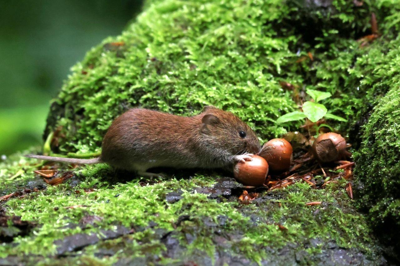 Bank vole