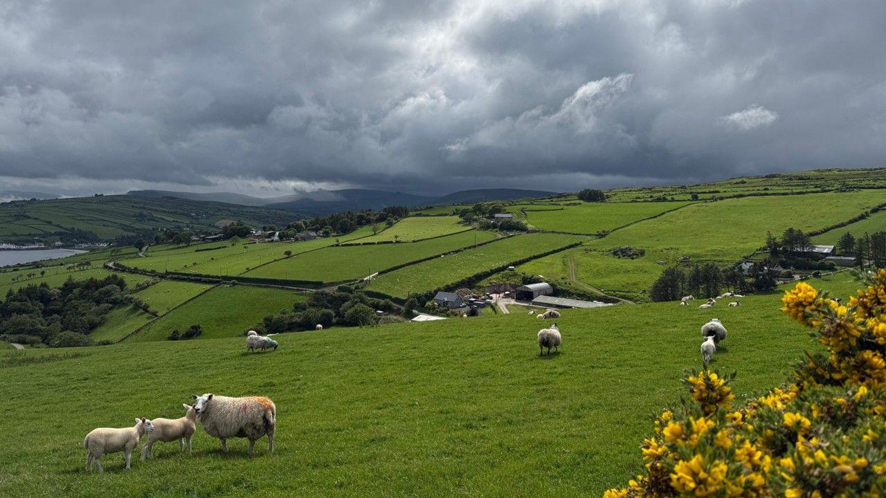 A group of sheep scattered on a field with rolling hills on a cloudy day 