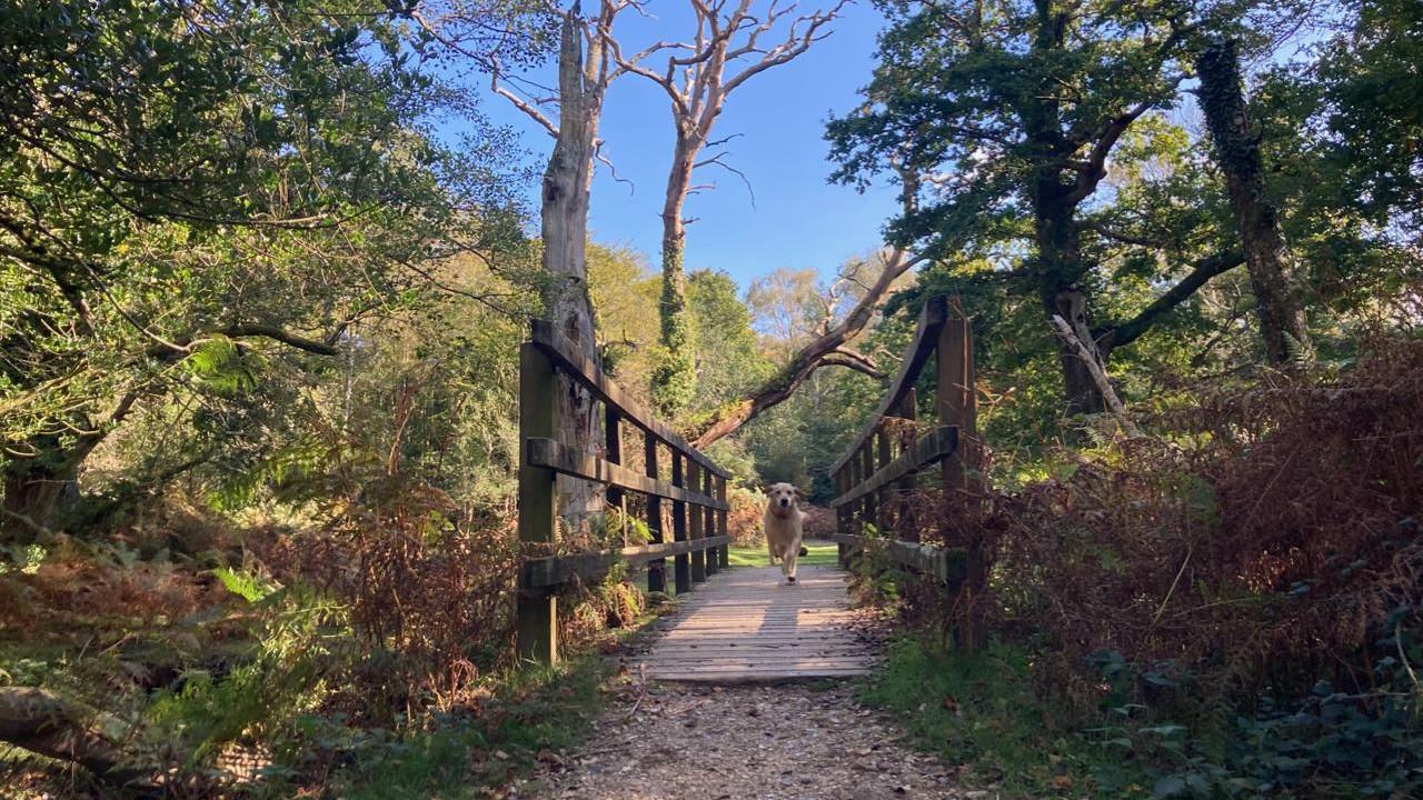 A dog bounds towards the camera across a wooden bridge. There are tall trees and bushes either side of the bridge. The majority are still green but some of the bushes that are closer to the ground are turning brown. A bright blue sky sits above it all