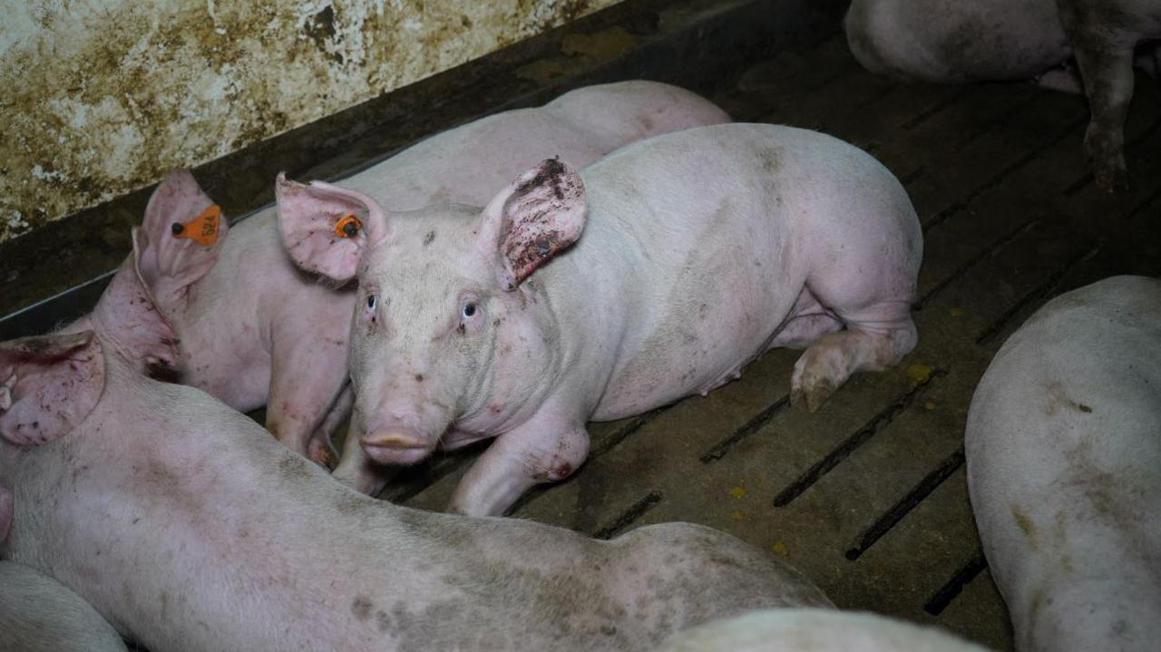 A pig sitting down in a dirty dark brown room is looking into the camera. It has brown dirt on its ears and a yellow tag in its ear. Around it are other pigs laying down.