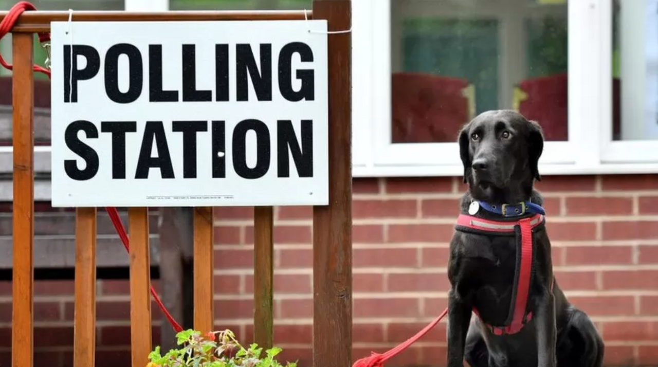 A dog outside a polling station